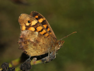Картинка животные бабочки бабочка ветка