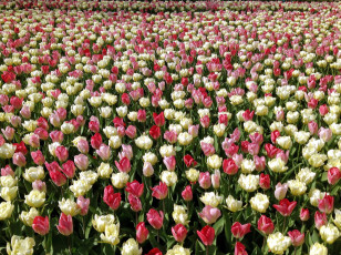 Картинка цветы тюльпаны бутоны плантация