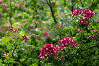 Картинка цветы цветущие деревья кустарники боярышник