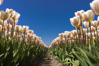 Картинка цветы тюльпаны бутоны поле плантация