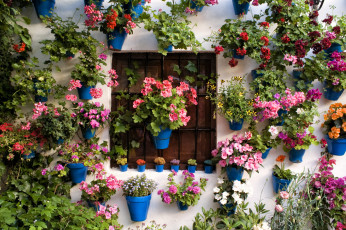Картинка цветы разные вместе стена окно вазоны