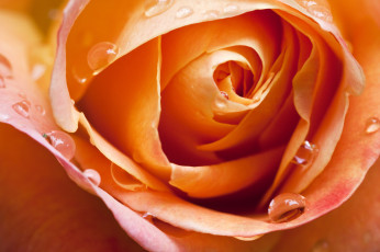 Картинка цветы розы бутон макро капли