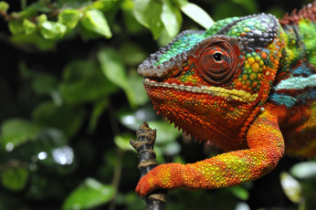 Картинка животные хамелеоны разноцветный сучок