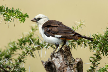 Картинка животные птицы белоголовый скворцовый ткач