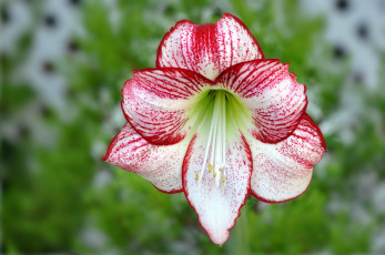 Картинка цветы амариллисы гиппеаструмы амариллис