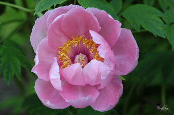 Картинка цветы пионы розовый большой