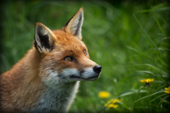 Картинка животные лисы рыжая портрет красавица
