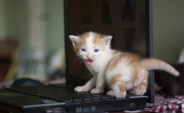 обоя животные, коты, котёнок, малыш, лэптоп, ноутбук