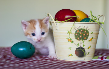 Картинка животные коты котёнок яйца крашенки ведёрко пасха
