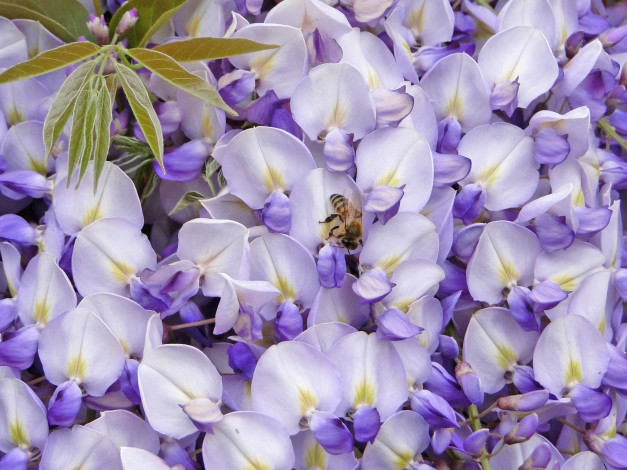 Обои картинки фото цветы, глициния, вистерия, пчела, макро