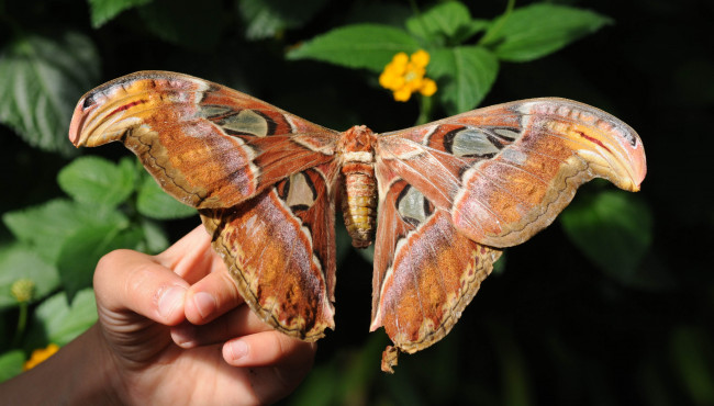 Обои картинки фото животные, бабочки, бабочка, большая, рука