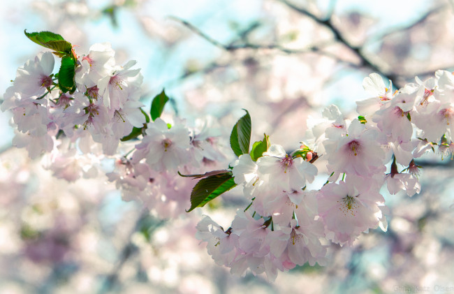 Обои картинки фото цветы, сакура, вишня, ветка