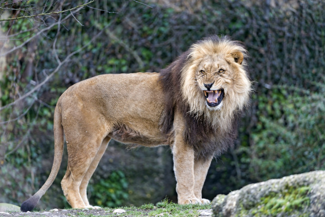 Обои картинки фото животные, львы, рык, царь, недовольство