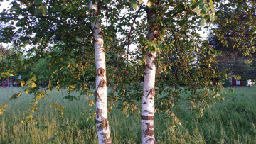 Картинка природа деревья берёзы
