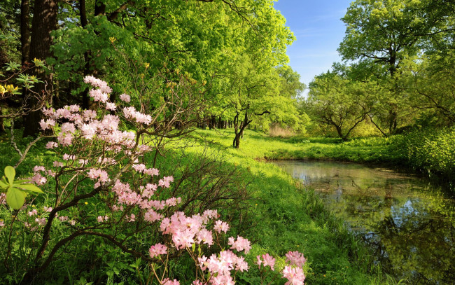 Обои картинки фото природа, реки, озера, весна, цветение, пруд, лес