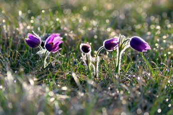 Картинка цветы анемоны +сон-трава первоцвет лиловый сон-трава