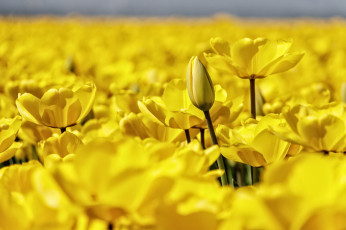Картинка цветы тюльпаны бутон много размытость лепестки жёлтые макро