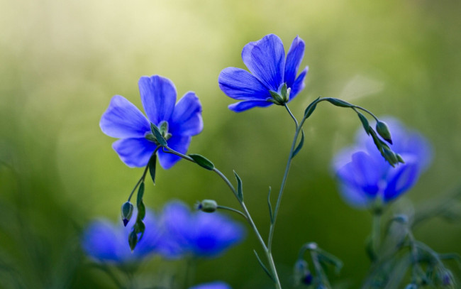 Обои картинки фото цветы, лён,  ленок, синие, полевые
