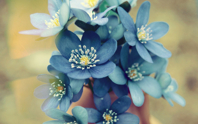 Обои картинки фото цветы, незабудки, букетик, синие