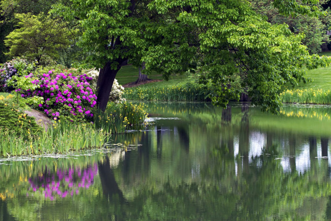 Обои картинки фото природа, парк, цветы, деревья, пруд