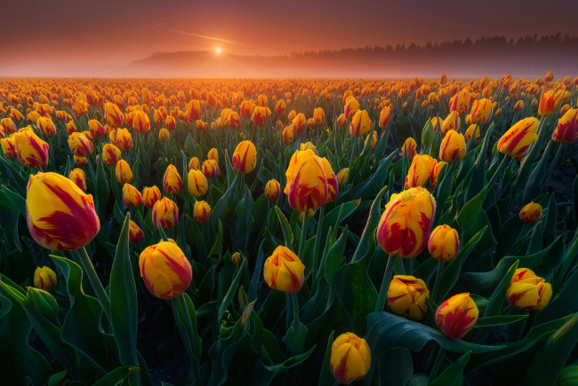 Обои картинки фото цветы, тюльпаны, утро, много, туман, нидерланды, поле, рассвет, бутоны