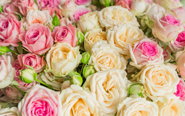 Обои картинки фото цветы, розы, букет, розовые, бежевые