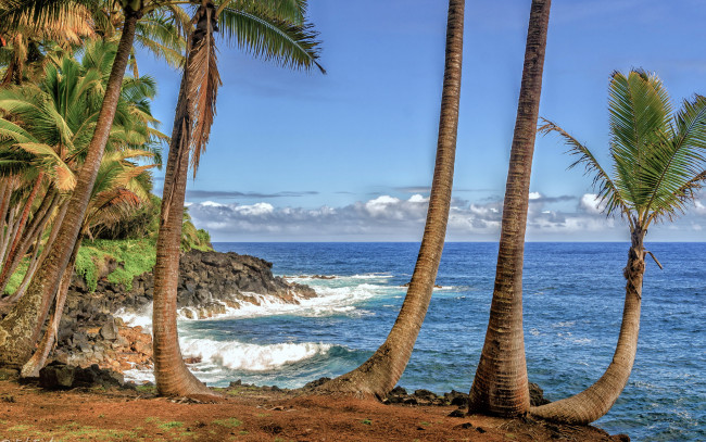 Обои картинки фото природа, тропики, гавайи, пальмы, море, берег