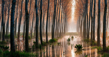 Картинка природа деревья стволы вода
