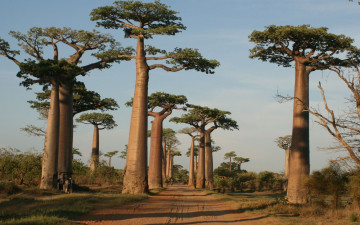 Картинка природа деревья баобабы
