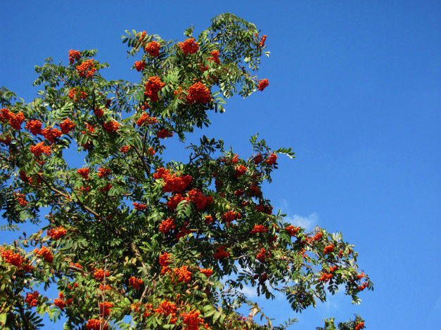 Обои картинки фото природа, ягоды,  рябина, дерево, рябина, осень