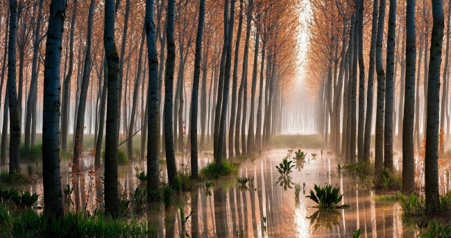 Обои картинки фото природа, деревья, стволы, вода