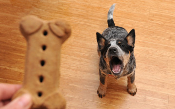 Картинка животные собаки собака печенье