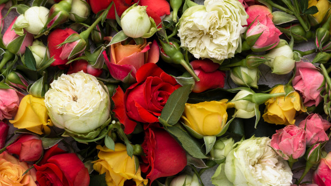 Обои картинки фото цветы, розы, бутоны, много, разноцветные