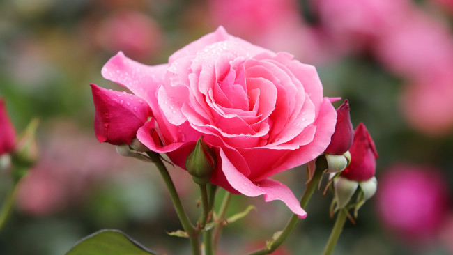 Обои картинки фото цветы, розы, розовая, роза, макро, капли