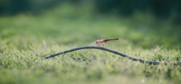 Картинка животные стрекозы стрекоза