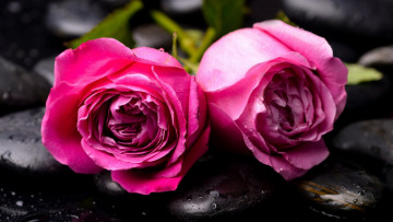 обоя цветы, розы, дуэт, розовые