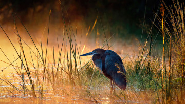 Картинка животные цапли +выпи бoлoтная птица цапля голиаф национальный парк крюгера юар