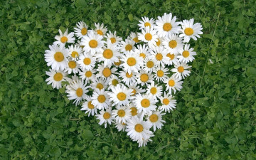 Картинка цветы ромашки сердечко клевер