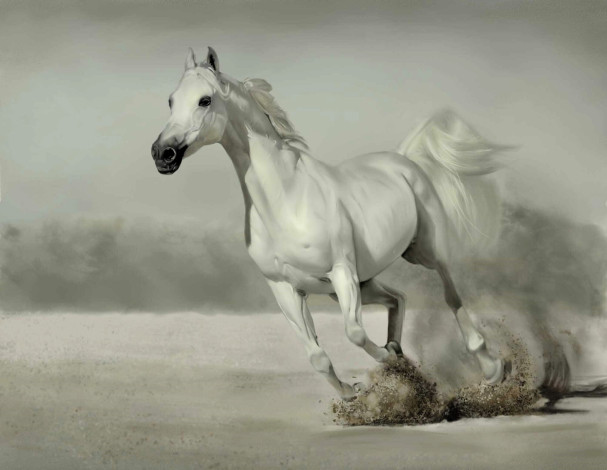 Обои картинки фото животные, лошади, лошадь, белая, пыль