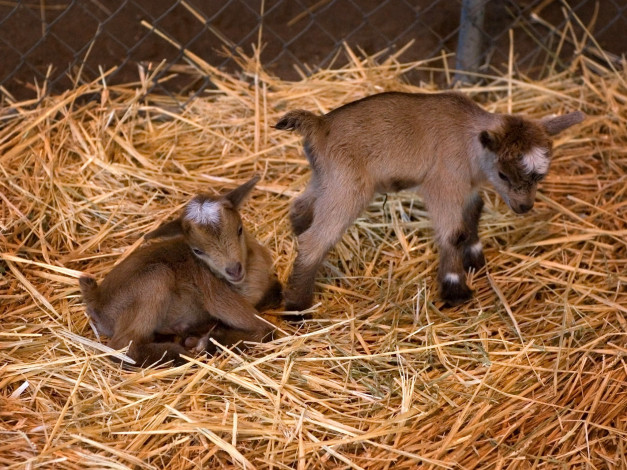 Обои картинки фото животные, козы, малыши, коричневый, двое, сено