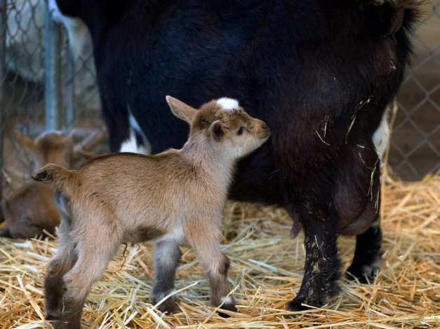 Обои картинки фото животные, козы, мать, малыш