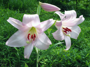Картинка цветы лилии лилейники белые