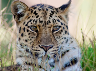 Картинка животные леопарды 4х3 леопард морда усы взгляд