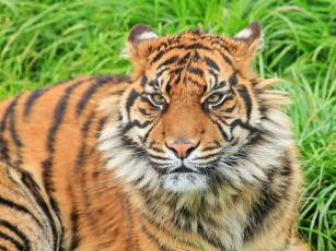 Картинка животные тигры тигр смотрит морда