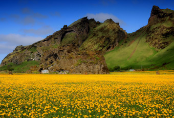Картинка природа луга небо горы долина поле цветы одуванчики жёлтые весна