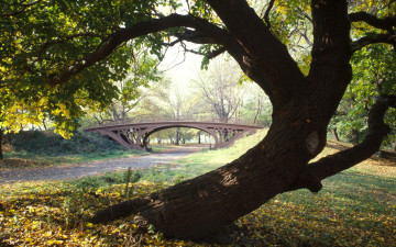 Картинка central park new york city природа парк дорожки дерево