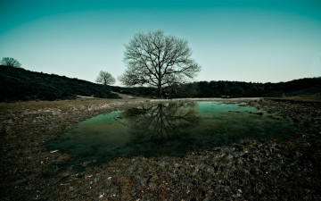 Картинка drinking pool природа деревья поле пригорок дерево лужа отражение