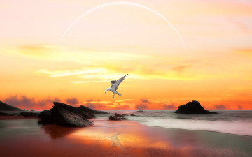 Картинка sea view животные Чайки бакланы крачки чайка краски море