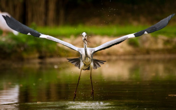 Картинка животные аисты вода птица