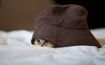 Картинка животные коты котенок шляпа